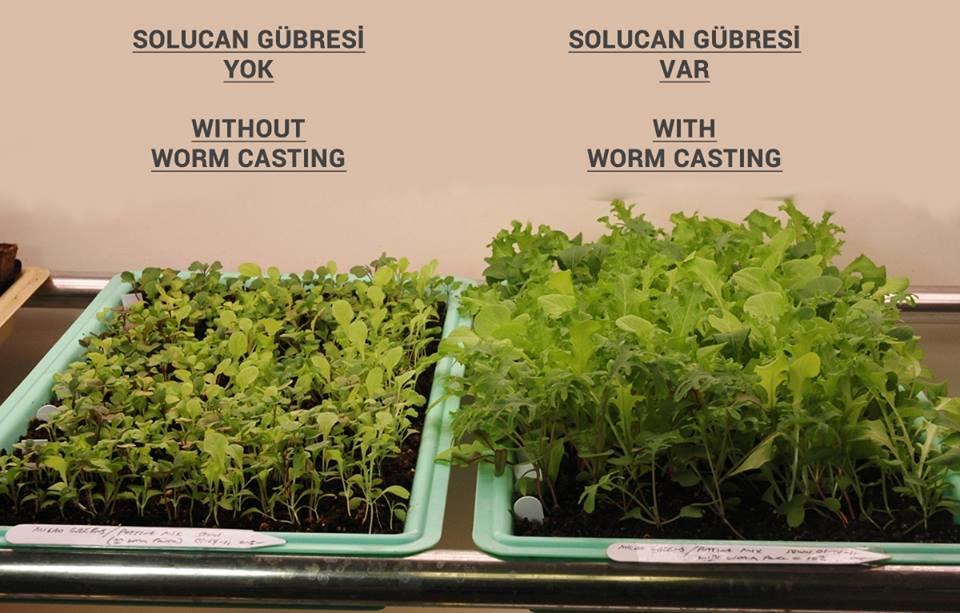 TrioWorm Solucan Gübresi